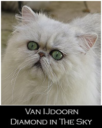Van IJdoorn Diamond in The Sky 